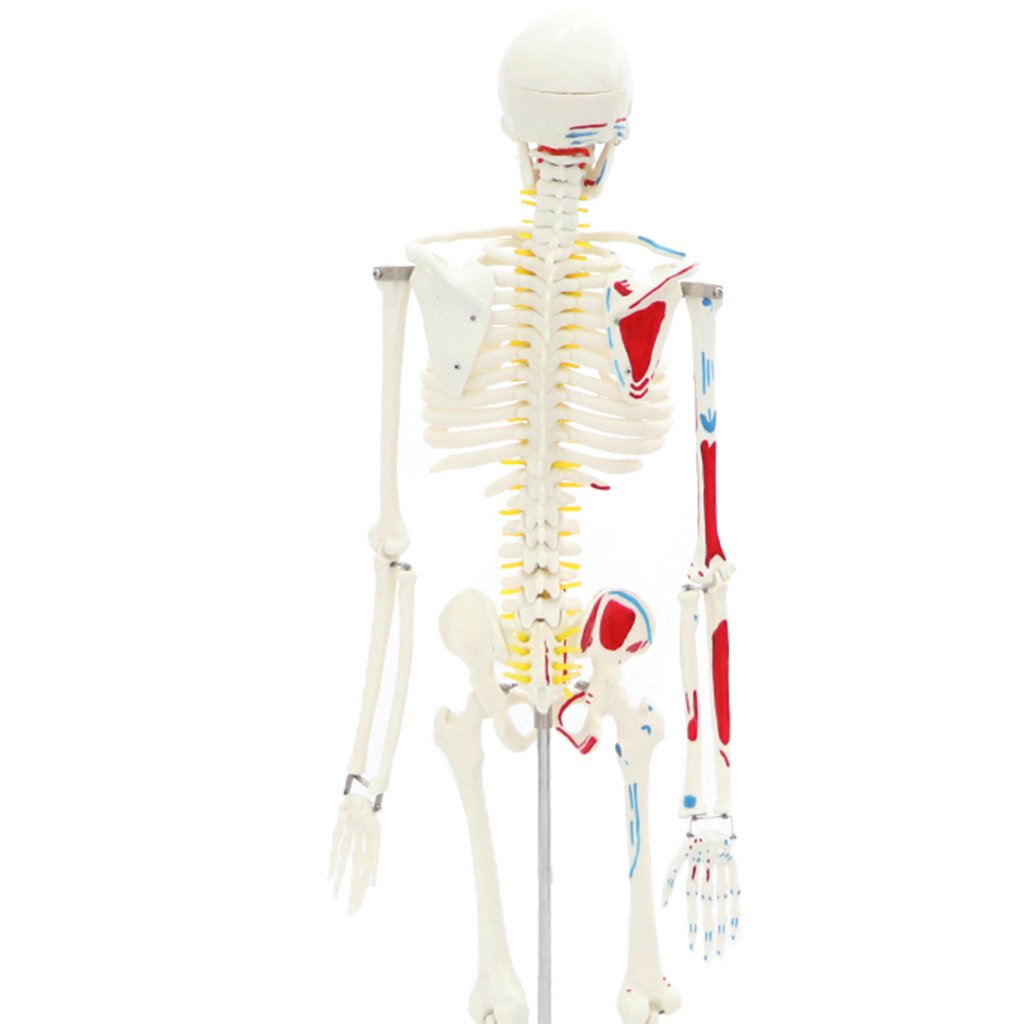 ATL-03 Human Skeleton Medium-Size 85cms Tall with muscles