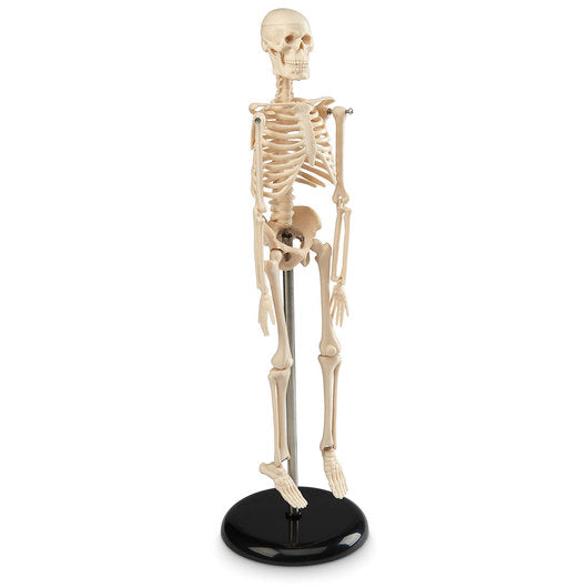 Skeleton Small Scale ATL07 Human Skeleton Small Size 42cms Tall – stethoscopes